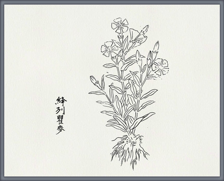 瞿麦中医中草药素材白描矢量