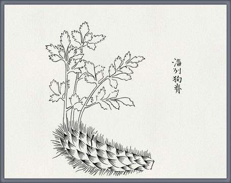 狗脊中医中草药素材白描矢量