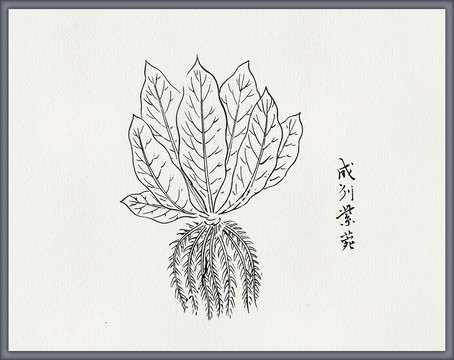 茅根中医中草药素材白描矢量