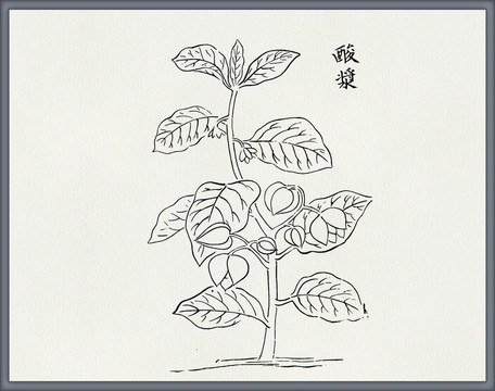 酸浆中医中草药素材白描矢量