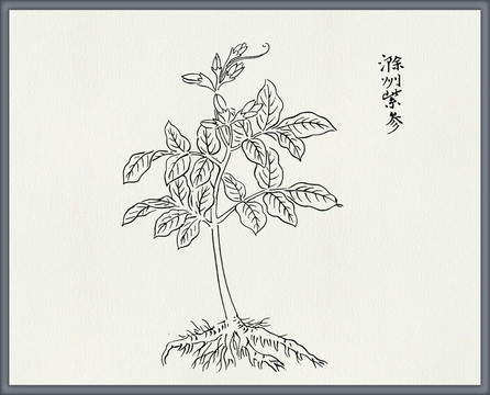 紫参中医中草药素材白描矢量