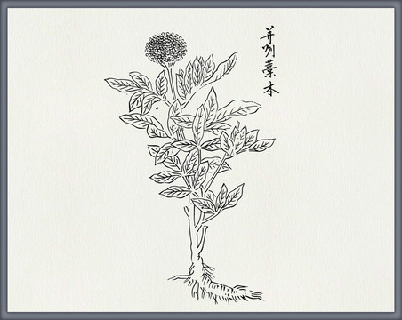 藁本中医中草药素材白描矢量