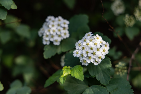 伞形花序