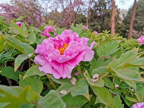 牡丹花特写