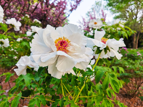芍药花