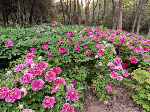 牡丹花圃