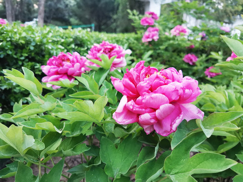 牡丹花特写