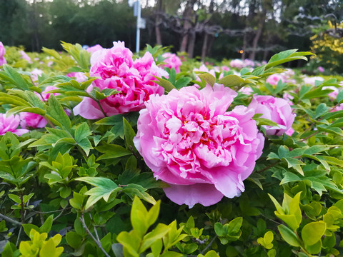 牡丹花
