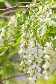 野生槐花