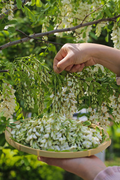 新鲜槐花