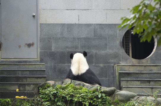 廉政熊猫