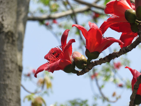 木棉花