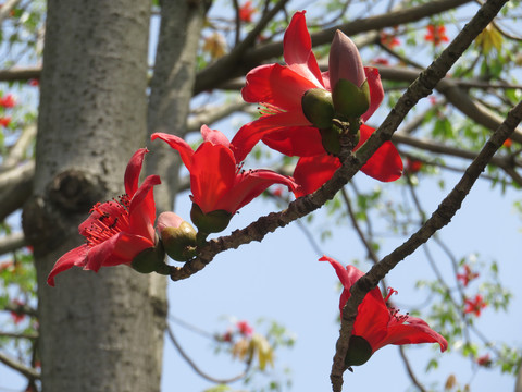 木棉花