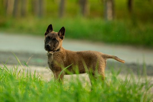 马林诺斯犬马里努阿犬幼犬