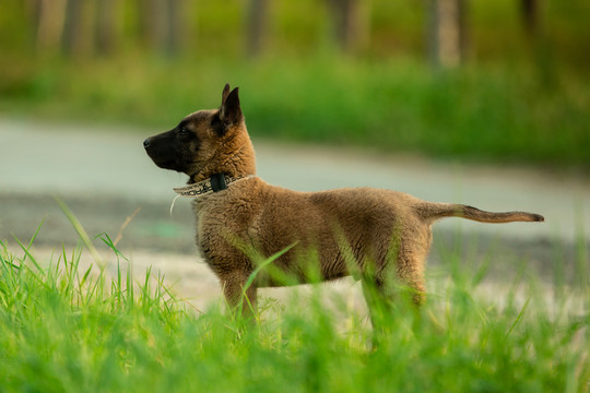 马里努阿犬警用犬护卫马犬