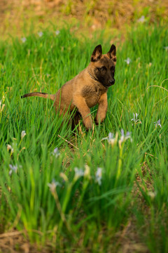 纯种赛级马犬比利时马里努阿犬