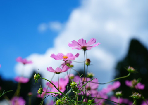 花朵