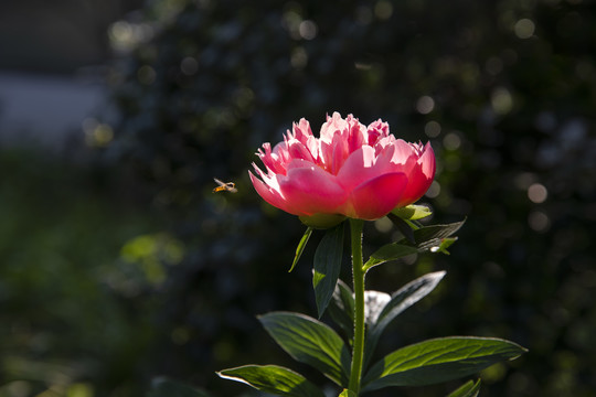 粉色芍药