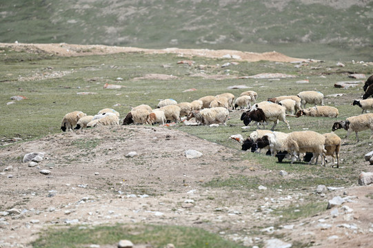 新疆草原上的羊群