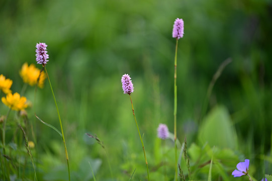 鼠尾草