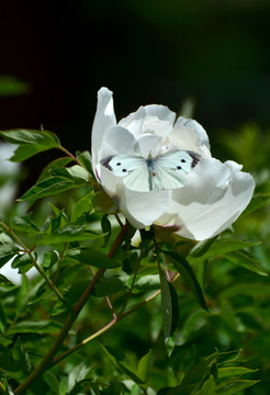 蝶恋花