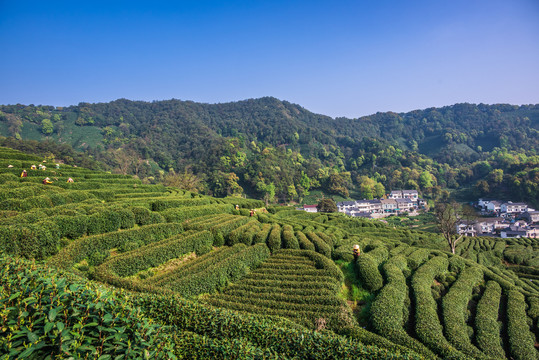 杭州龙井茶园