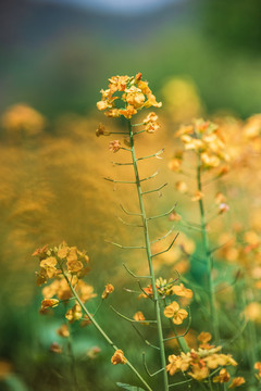 油菜花