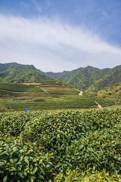 杭州龙井茶园