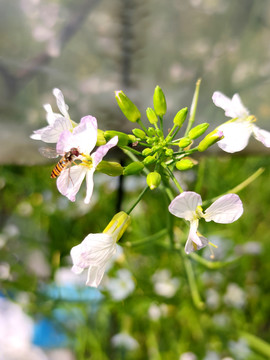 食蚜蝇采花