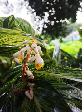 花叶艳山姜花