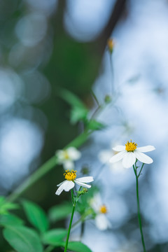 白花鬼针草