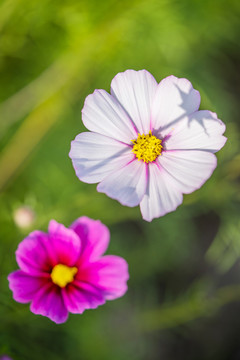 格桑花