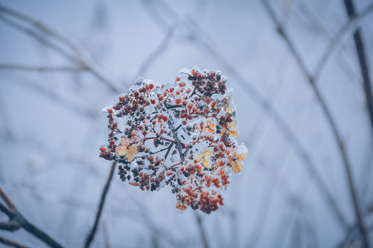 冰雪与植物