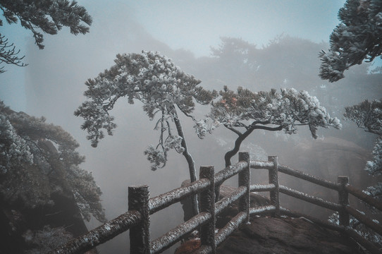 黄山雪松