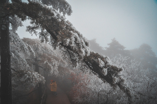 黄山雾凇