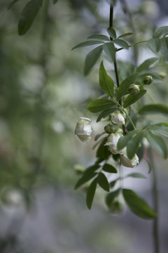 木香花