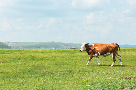 夏季草原牧场一头牛