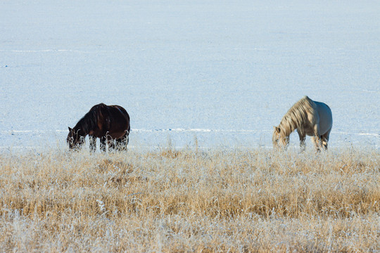 冬季草原雪原两匹马