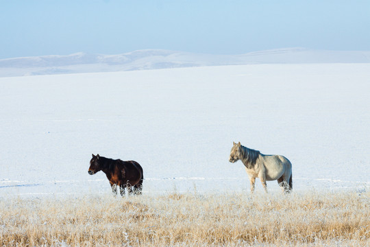 雪原荒草蒙古马