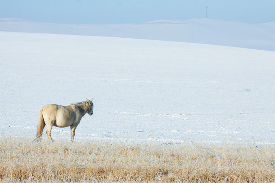 雪原雪山蒙古马