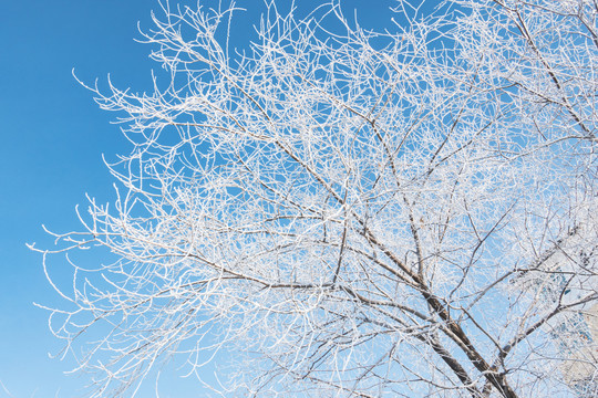 冬季蓝天树枝雾凇