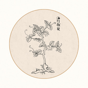 菝葜中医中草药素材白描矢量