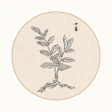 女萎中医中草药素材白描矢量