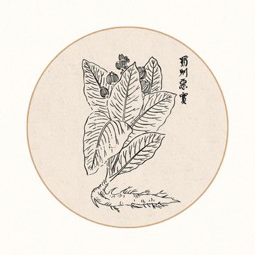 恶实中医中草药素材白描矢量