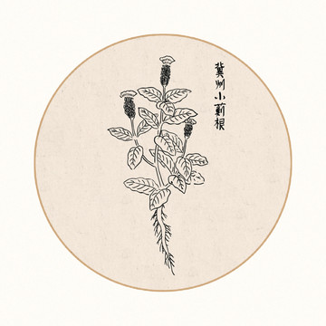小蓟根中医中草药素材白描矢量