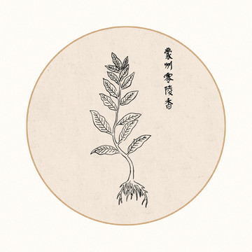 零陵香中医中草药素材白描矢量