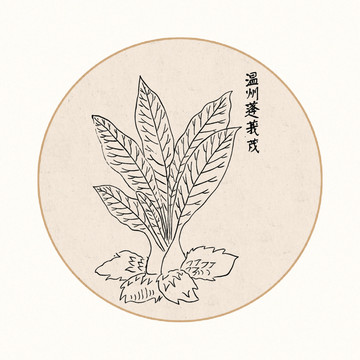 蓬莪茂中医中草药素材白描矢量