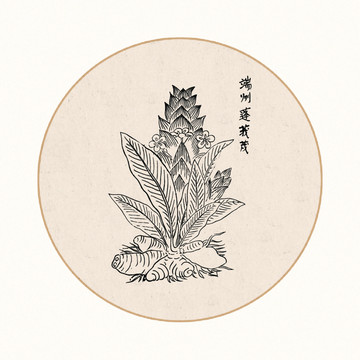 蓬莪茂中医中草药素材白描矢量