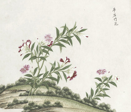 石竹花水彩花卉国画素材插画