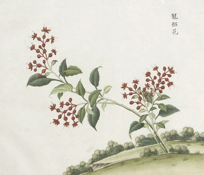 龙船花水彩花卉国画素材插画